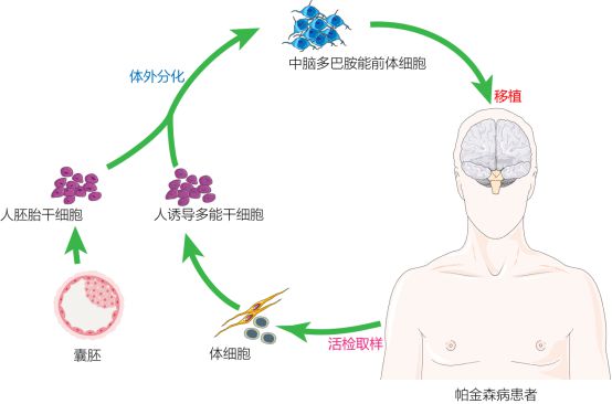 復旦校友領航，躍賽生物獲數千萬元天使輪融資，深耕干細胞治療新賽道